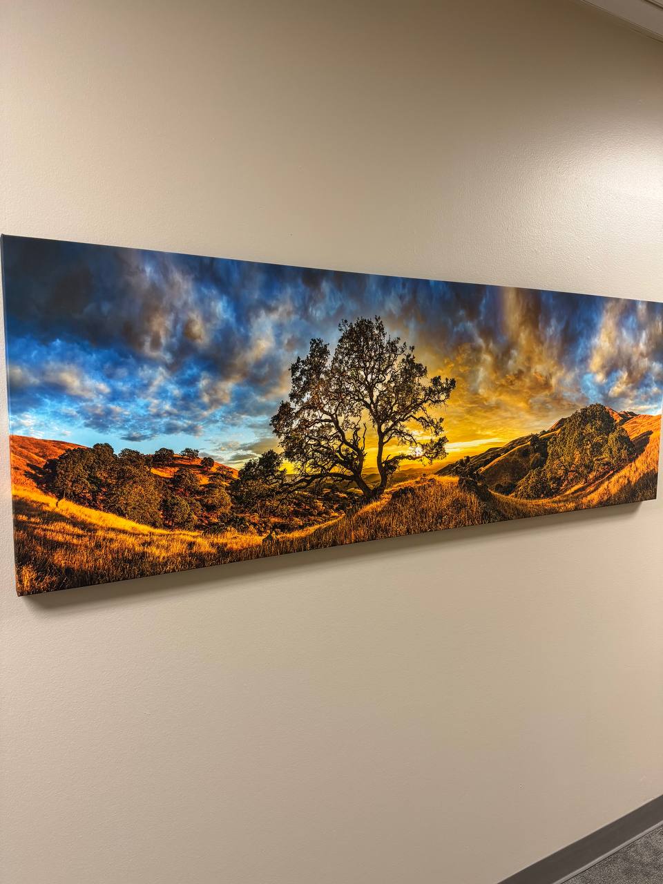 Panoramic landscape canvas of an oak tree at sunset hung on an office wall